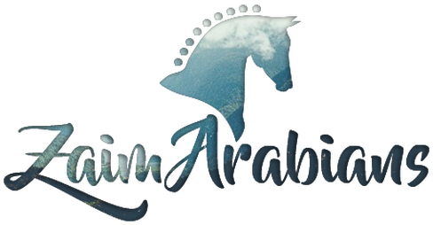 Zaim Arabians